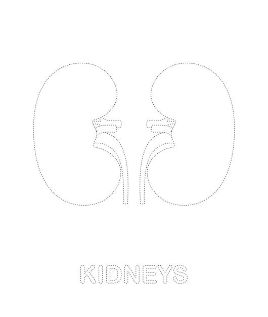 Vector hoja de trabajo de rastreo de riñones para niños