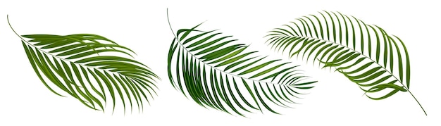Vector hoja tropical de coco y palmera del conjunto de vectores de elementos.