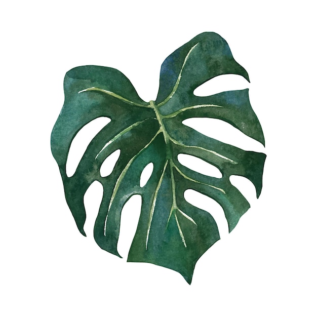 Hoja tropical de verde oscuro monstera acuarela dibujado a mano clipart aislado sobre fondo blanco