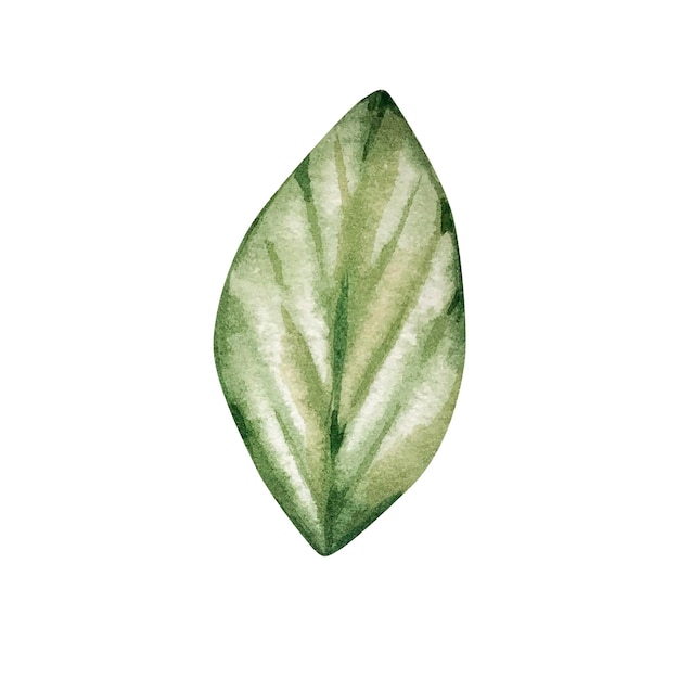 Hoja verde acuarela