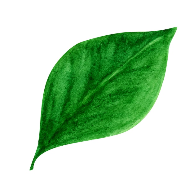 Hoja verde aislada en blanco para el fondo de verano