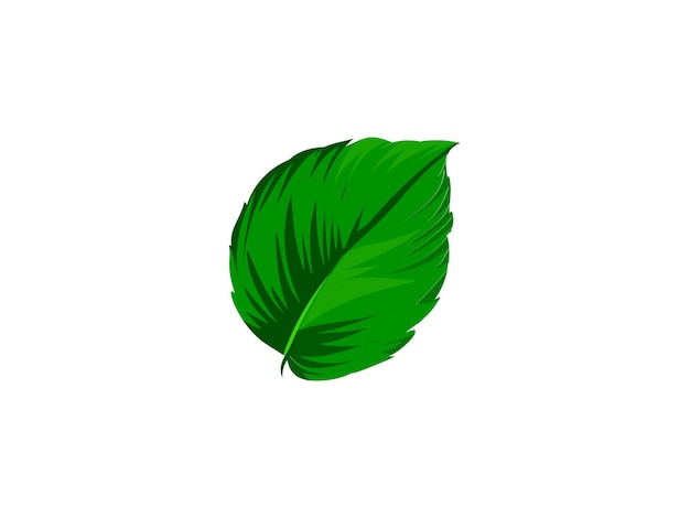 hoja verde con un fondo blanco