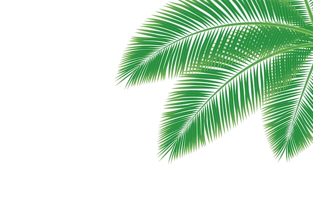 Vector una hoja verde de una palmera sobre un fondo blanco.