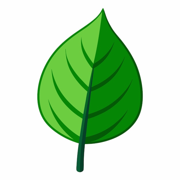 una hoja verde sobre un fondo blanco