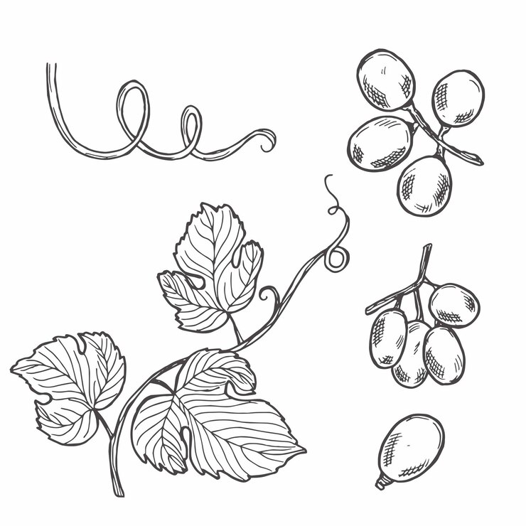 Vector hoja de vid hojas de uva ilustración dibujada a mano conjunto vectorial