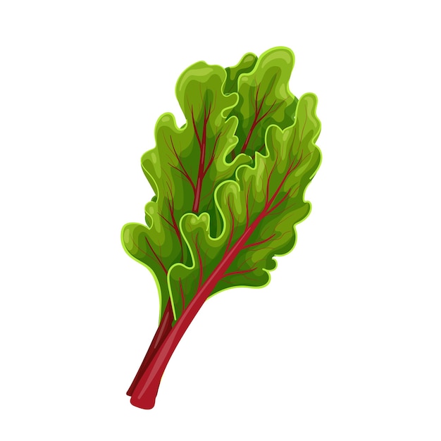 Hojas de acelga, ilustración de vector de vegetales de hoja verde.