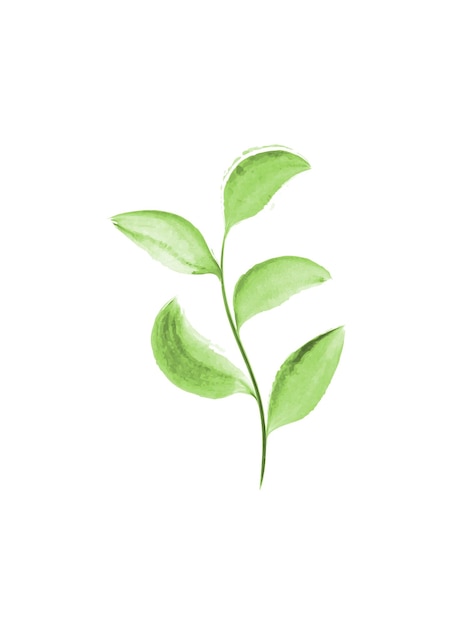 Hojas de acuarela verde