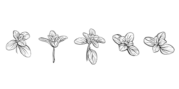 Hojas de albahaca aisladas en blanco. Hierbas italianas Una ramita de mejorana. Ilustración dibujada a mano