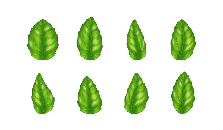 Vector hojas de albahaca fresca realista conjunto separado de hojas de hierbas condimento de especias italianas para cocinar
