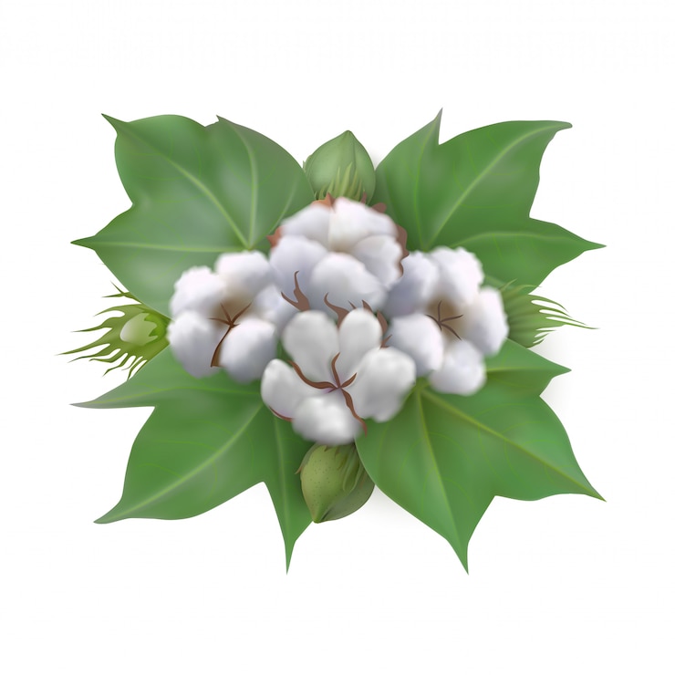 Vector hojas de algodón, capullos y cajas de algodón formadas aisladas sobre fondo blanco.