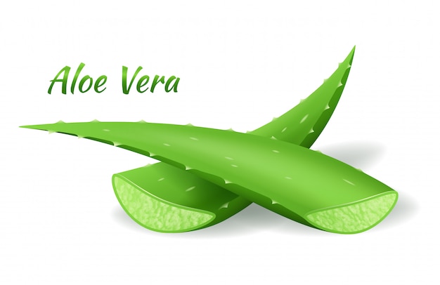 Hojas de aloe vera cortadas, planta verde realista, dos hojas de aloe o piezas cortadas en blanco