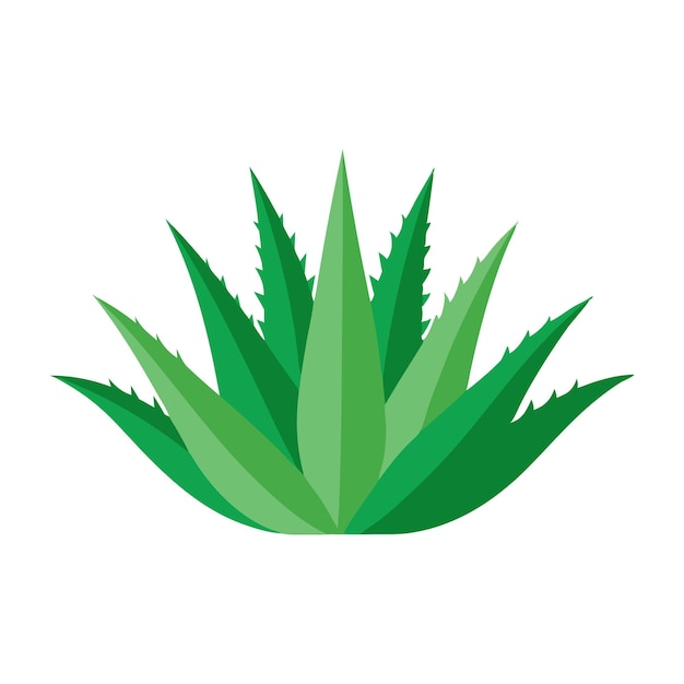 Las hojas de aloe vera son una ilustración vectorial plana aislada sobre un fondo blanco