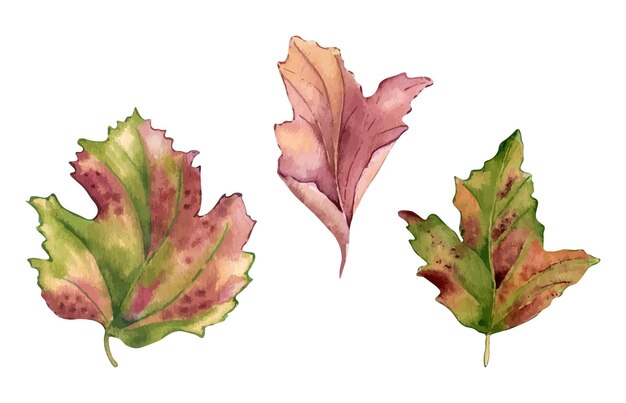 Hojas de árbol de viburnum ilustración de acuarela aislada Hojas de otoño rosadas rojas de arce espino dibujadas a mano en boceto botánico Conjunto de follaje colorido pintado para diseño temporada de vacaciones de otoño