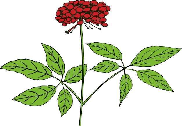 Hojas y bayas de ginseng rojo coreano