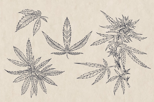 Vector hojas de cannabis botánico