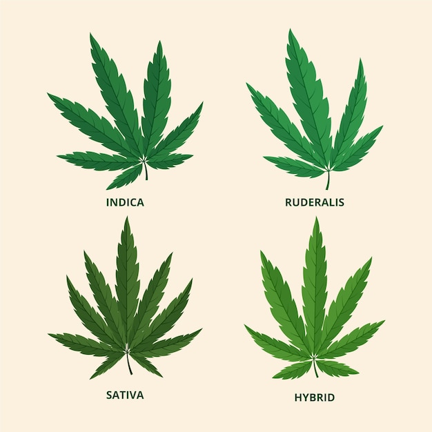 Hojas de cannabis botánico