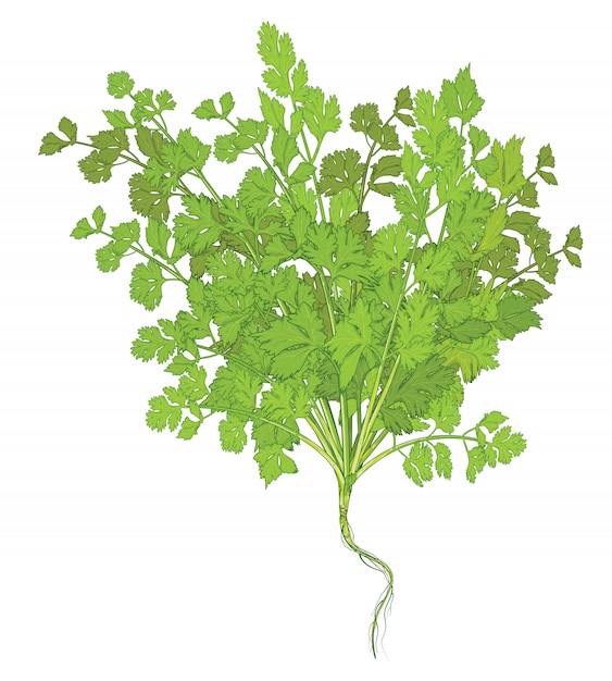 Vector hojas de cilantro sobre fondo blanco