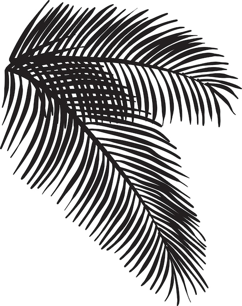 Vector hojas de coco dibujadas a mano