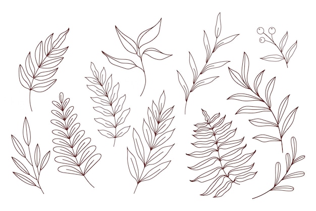 Hojas dibujadas a mano Hojas de plantas Conjunto de ilustración de hojas florales dibujadas a mano