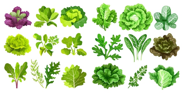 Hojas de ensalada alimentos frescos de granja verdes lechuga repollo rúcula creso y col