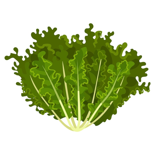 Vector las hojas de ensalada fresca de mizuna son un vector de alimentos vegetarianos orgánicos saludables ilustración aislada sobre un fondo blanco