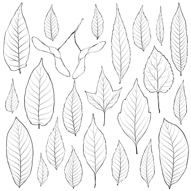 Hojas esquema conjunto vector página de libro para colorear para adultos