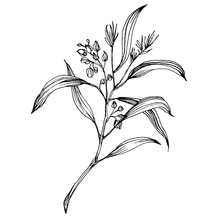 Vector hojas de eucalipto aislado en blanco