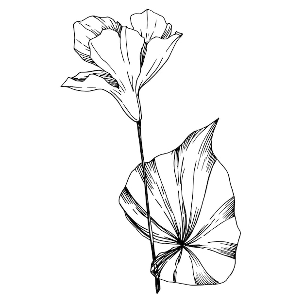 hojas y flores tropicales