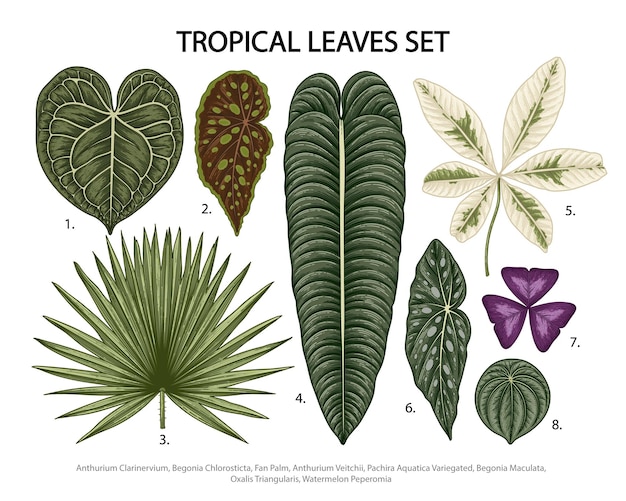 Hojas de ilustración botánica, plantas exóticas tropicales, follaje de la selva en blanco.