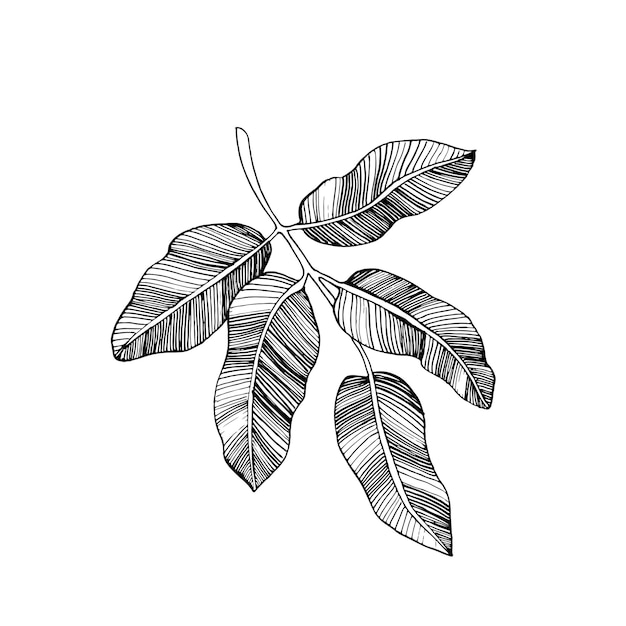 Hojas ilustración vectorial dibujada a mano tinta pistacho hojas bocetos aislados en fondo blanco