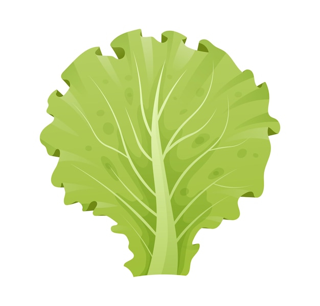 Hojas de lechuga aisladas sobre fondo blanco. Ilustración vectorial. Ingredientes de hojas de verduras de dibujos animados.