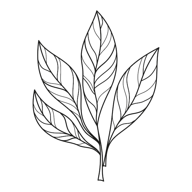 Hojas lineales Ilustración de la naturaleza lineal Dibujo vectorial Coloración de hojas para niños Esbozo de tatuaje