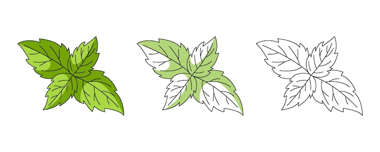 Vector hojas de menta con íconos coloridos y de línea establecidos íconos de contorno de vector de hierbas medicinales orgánicas útiles