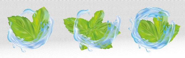 Vector hojas de menta realista 3d con salpicaduras de agua