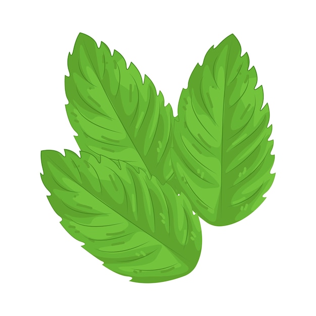 hojas de menta