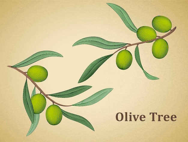Hojas de olivo, elementos naturales en estilo grabado