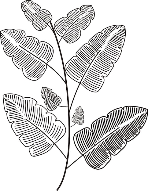 Hojas orgánicas rústicas Ilustración de bocetos botánicos Arte vegetal