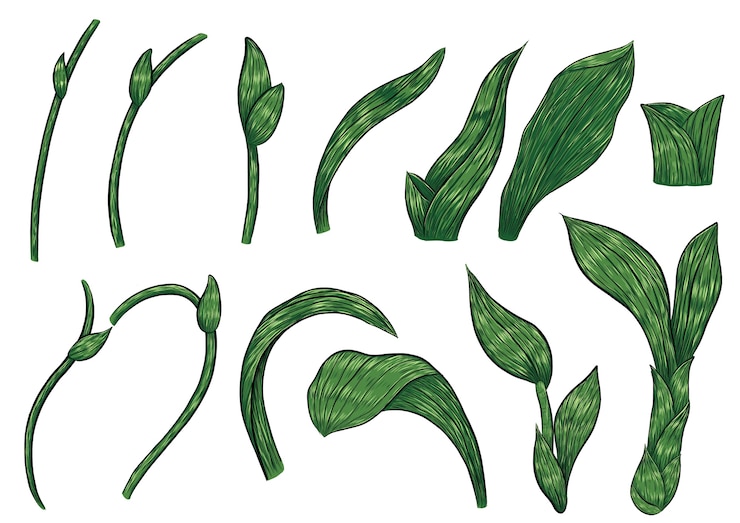 Vector hojas de orquídeas de paphiopedilum a mano.