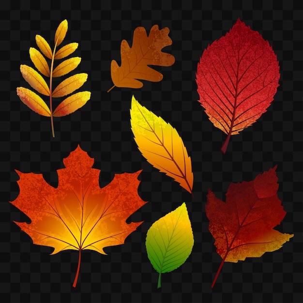 Hojas de otoño - arte de clip aislado realista vector moderno sobre fondo transparente. diferentes árboles, roble, serbal, arce, castaño, abedul, álamo temblón, chokeberry, olmo