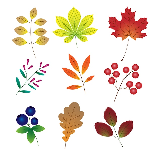 Hojas de otoño y bayas Otoño tema dibujos animados vector ilustración