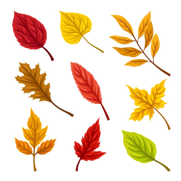Hojas de otoño brillantes aisladas en un fondo blanco Conjunto vectorial Concepto de follaje dorado que cae