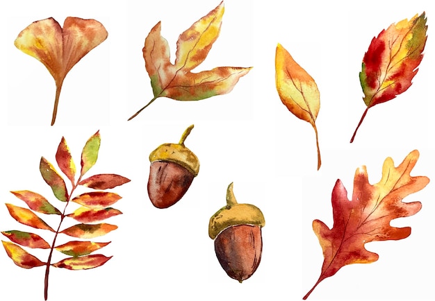 Las hojas de otoño caen conjunto de ilustración de acuarela botánica