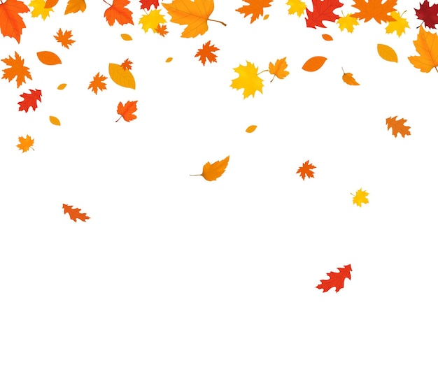 Hojas de otoño caídas aisladas sobre fondo blanco Fondo de otoño con arce dorado y hojas de roble