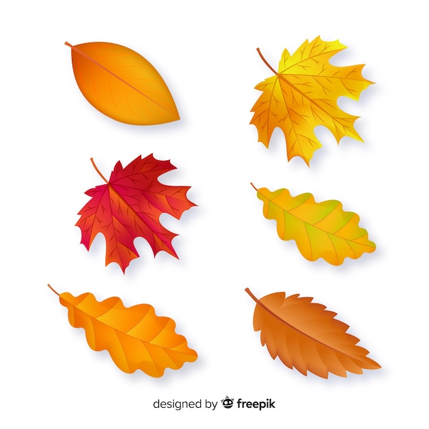 Vector hojas de otoño colección diseño plano