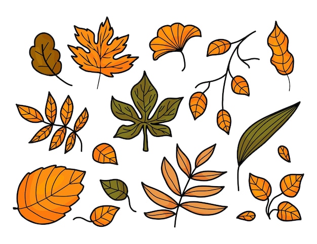 Hojas de otoño colección hojas de bosque estacionales ilustración vectorial dibujo a mano de color aislado