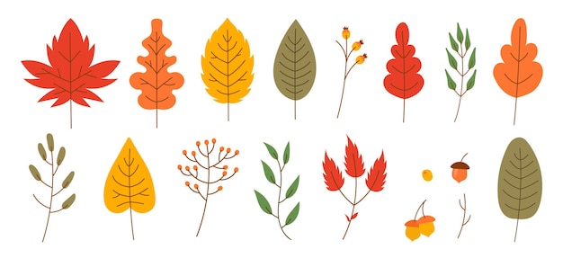 Hojas de otoño estilo plano arce seco y bayas vector ilustración conjunto de iconos de caída