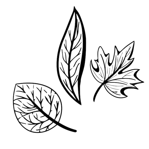 Vector hojas de otoño gráficas en tinta sobre blanco. elementos de diseño de otoño.