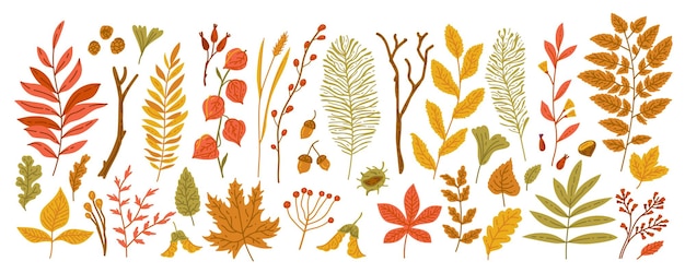 Hojas de otoño Hoja de jardín amarilla Hoja de otoño roja y hojas secas caídas aisladas en blanco