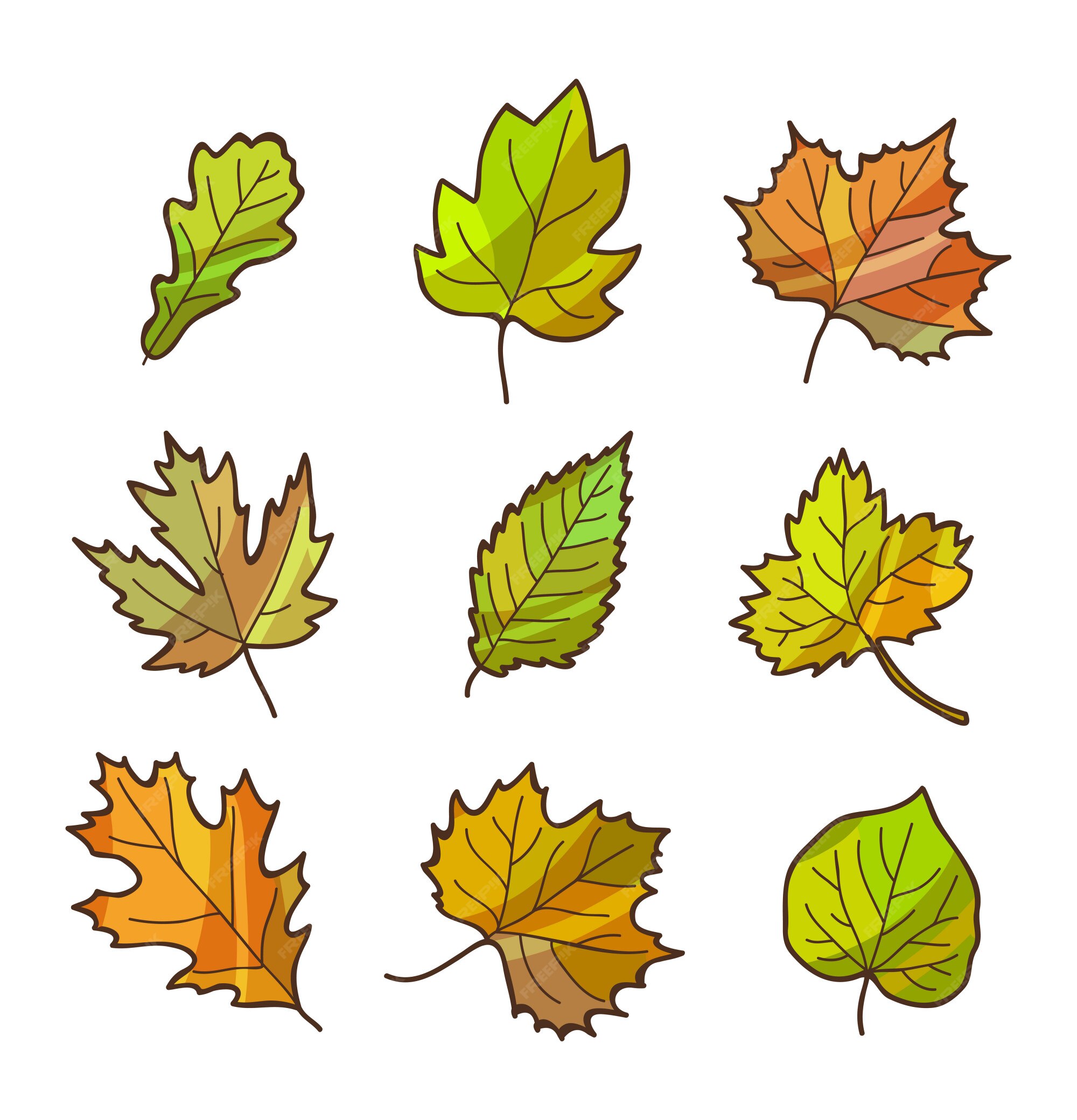 Hojas del otoño o de la caída fijadas, aislado en blanco. estilo plano de  dibujos animados | Vector Premium