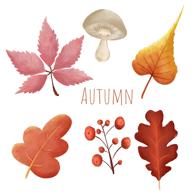 Vector hojas de otoño o iconos vectoriales de otoño conjunto aislado